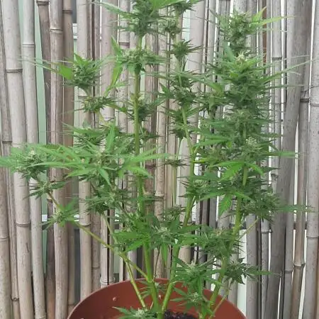 Grow Nr. 1 Jahr 2025