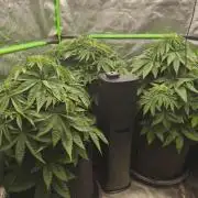 HUCKLEBERRY SODA 5 X PINEAPPLE EXPRESS 4
