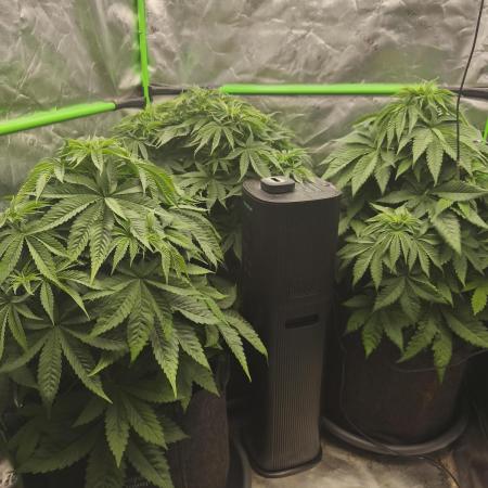 HUCKLEBERRY SODA 5 X PINEAPPLE EXPRESS 4