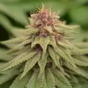 HUCKLEBERRY SODA 5 X PINEAPPLE EXPRESS 4