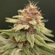 HUCKLEBERRY SODA 5 X PINEAPPLE EXPRESS 4