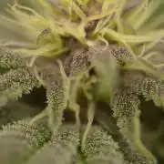 HUCKLEBERRY SODA 5 X PINEAPPLE EXPRESS 4