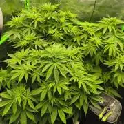 HUCKLEBERRY SODA 5 X PINEAPPLE EXPRESS 4