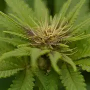 HUCKLEBERRY SODA 5 X PINEAPPLE EXPRESS 4