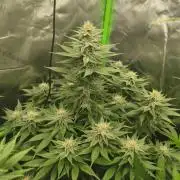 HUCKLEBERRY SODA 5 X PINEAPPLE EXPRESS 4