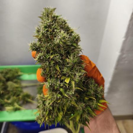 Glue Gelato