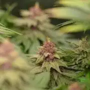 HUCKLEBERRY SODA 5 X PINEAPPLE EXPRESS 4