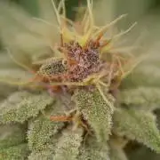 HUCKLEBERRY SODA 5 X PINEAPPLE EXPRESS 4