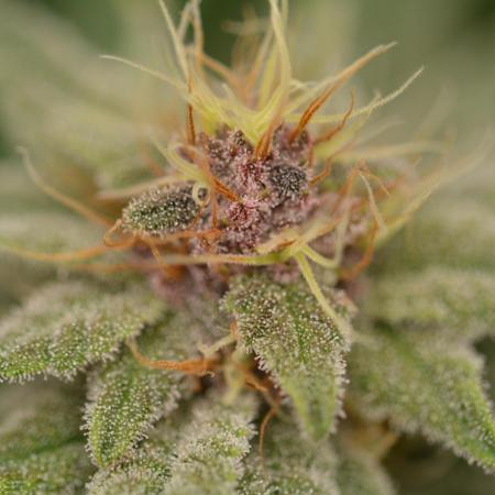 HUCKLEBERRY SODA 5 X PINEAPPLE EXPRESS 4