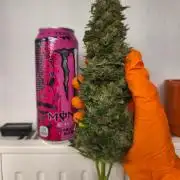HUCKLEBERRY SODA 5 X PINEAPPLE EXPRESS 4