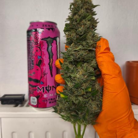 HUCKLEBERRY SODA 5 X PINEAPPLE EXPRESS 4