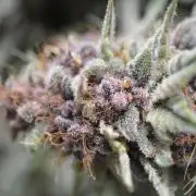 HUCKLEBERRY SODA 5 X PINEAPPLE EXPRESS 4