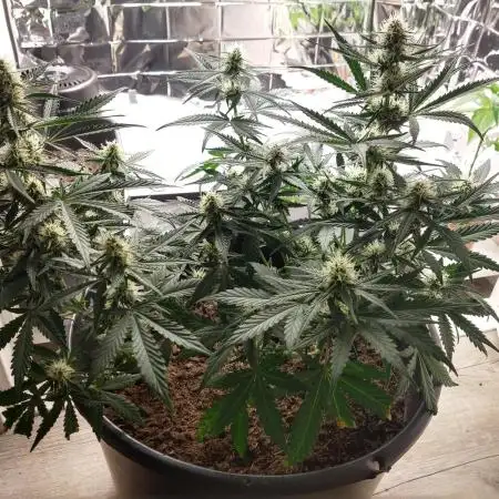 Special Queen Auto ClosetGrow