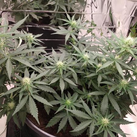 Special Queen First Timer