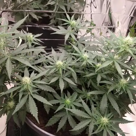 Special Queen First Timer