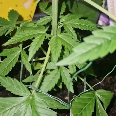 First Grow