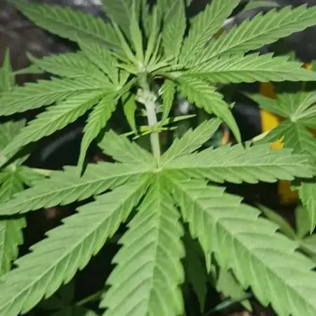 First Grow
