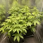 Strawberry Cough - Zamnesia Seeds