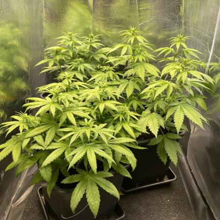 Strawberry Cough - Zamnesia Seeds