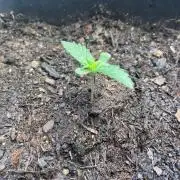 Pink Auto