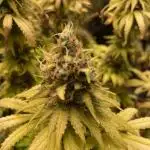 Strawberry Cough - Zamnesia Seeds