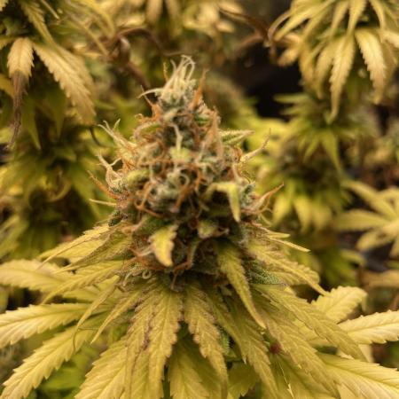 Strawberry Cough - Zamnesia Seeds