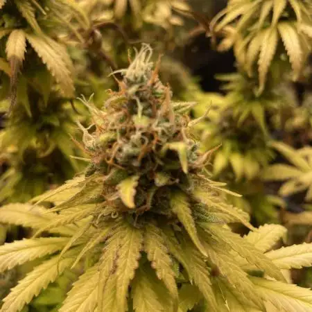Strawberry Cough - Zamnesia Seeds