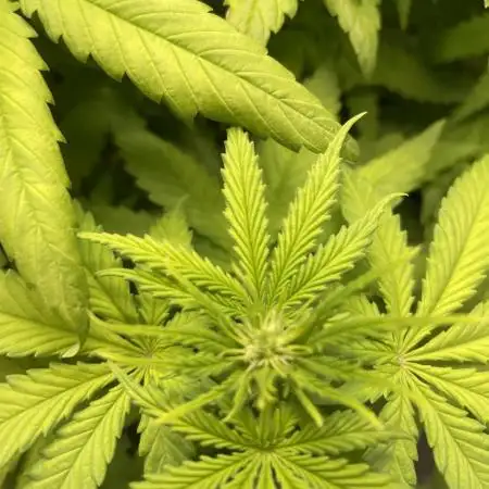 Strawberry Cough - Zamnesia Seeds