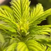 Pink Auto