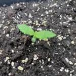 Strawberry Cough - Zamnesia Seeds