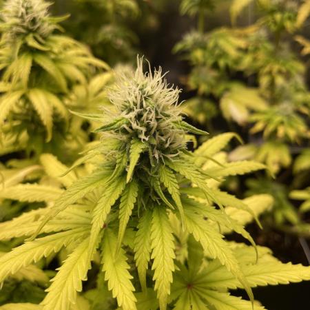 Strawberry Cough - Zamnesia Seeds