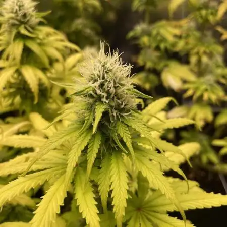 Strawberry Cough - Zamnesia Seeds
