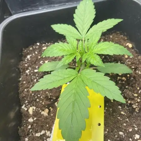 Strawberry Cough - Zamnesia Seeds