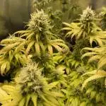 Strawberry Cough - Zamnesia Seeds