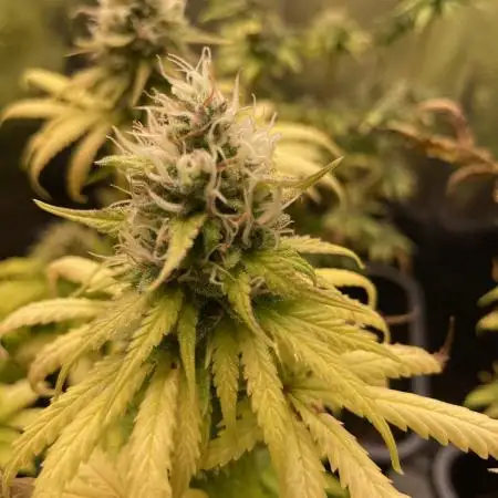 Strawberry Cough - Zamnesia Seeds