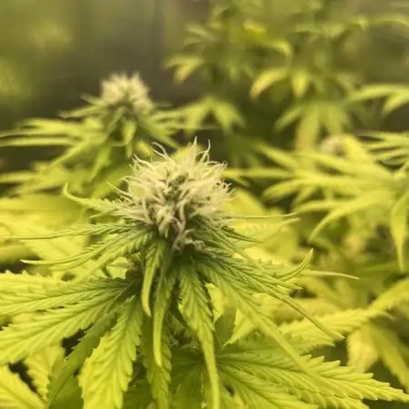Strawberry Cough - Zamnesia Seeds