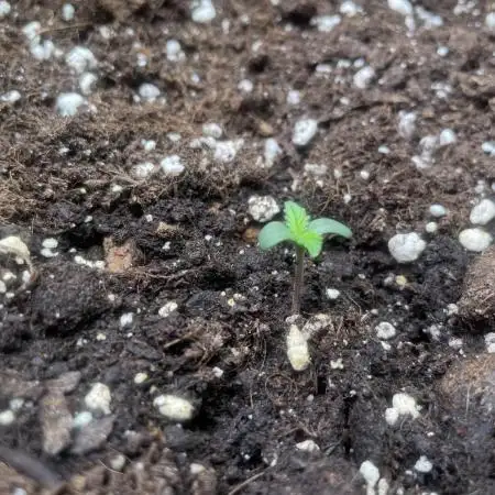 Strawberry Cough - Zamnesia Seeds