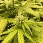 Strawberry Cough - Zamnesia Seeds