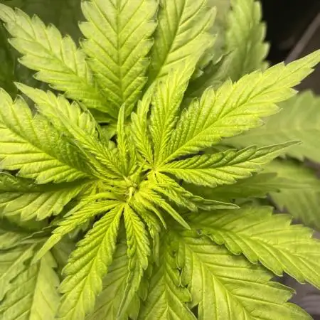 Strawberry Cough - Zamnesia Seeds