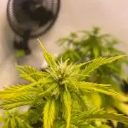 Pink Auto