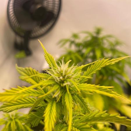 Pink Auto