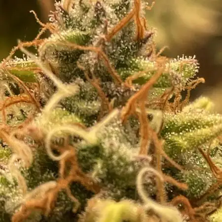 Strawberry Cough - Zamnesia Seeds