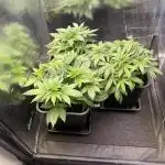 Strawberry Cough - Zamnesia Seeds