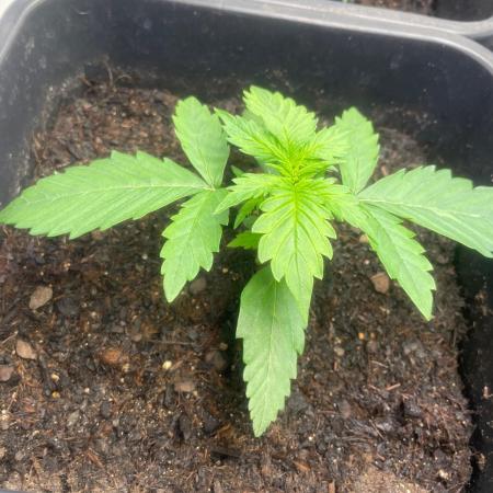 Pink Auto