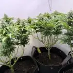 Indoor White Widow GHSC