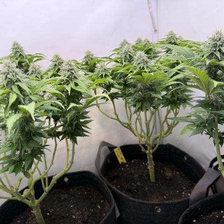 Indoor White Widow GHSC