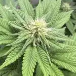 Indoor White Widow GHSC
