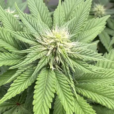Indoor White Widow GHSC
