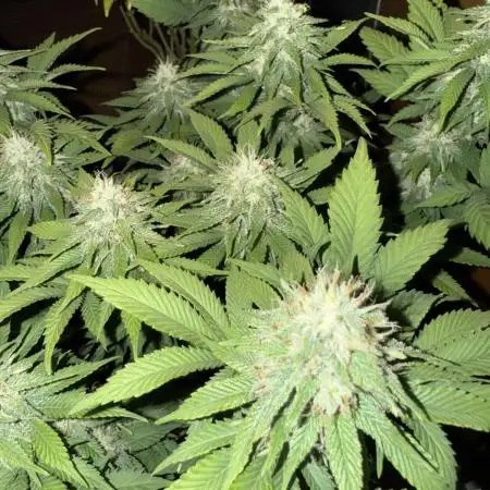 Indoor White Widow GHSC