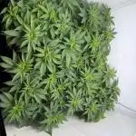 Indoor White Widow GHSC